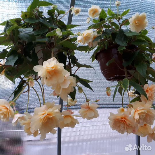 Бегония кашпо