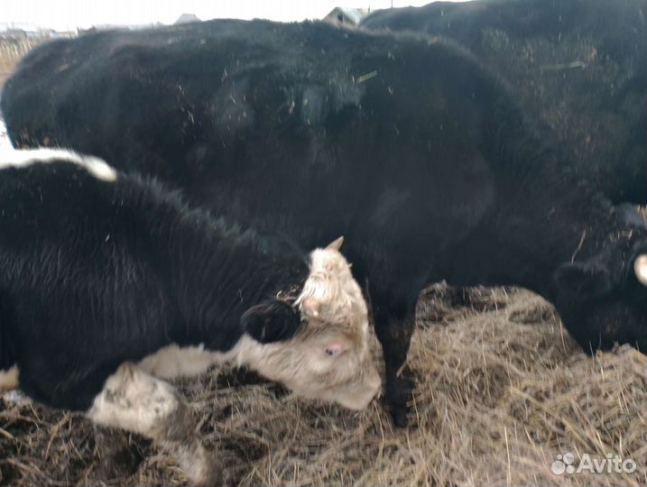 Корова стельная