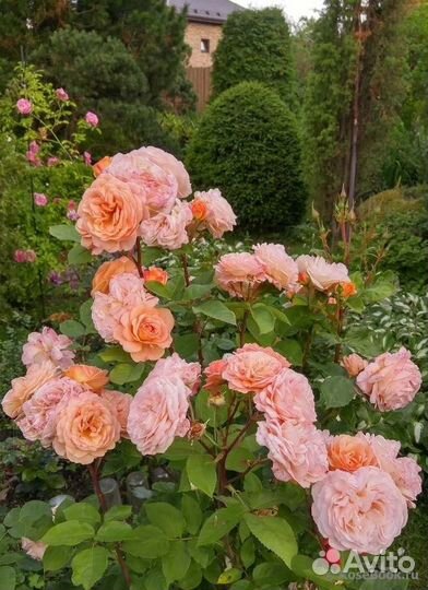 Саженцы роз окс на осень