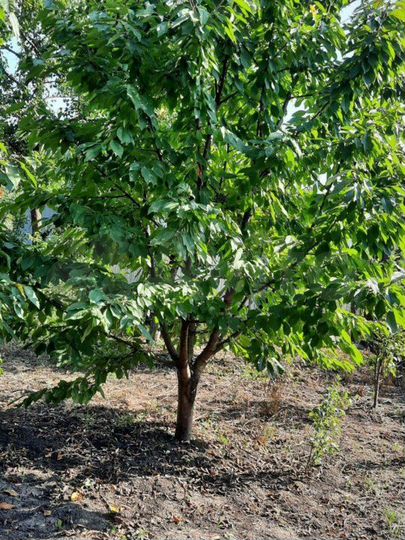 Участок 5,2 сот. (ИЖС)