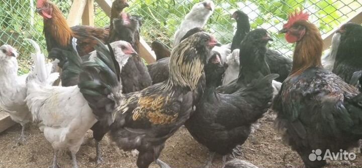 Петухи амераукана, моран