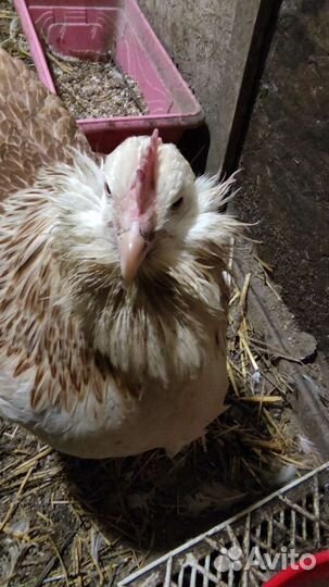 Инкубационное яйцо от кур Фавероль, Цыплята