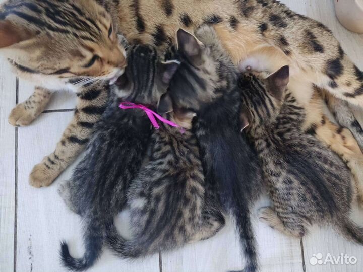 Бенгальские котята