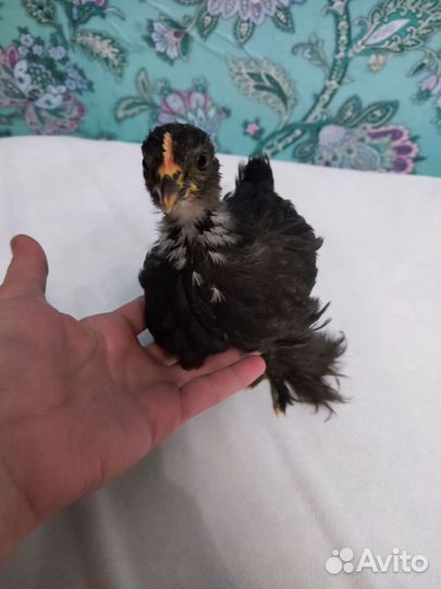 Парочка карликовые Петушок и Курочка