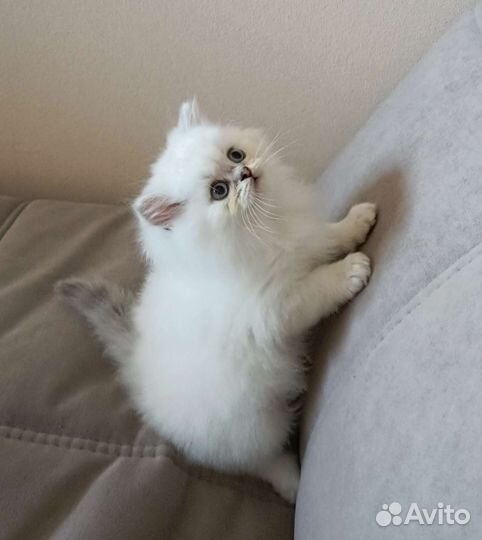 Шотландский котенок