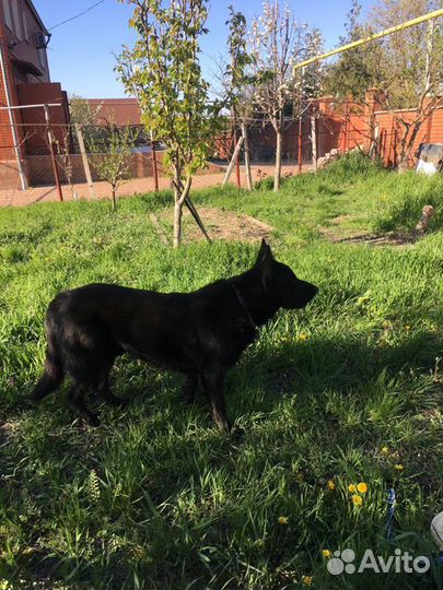 Восточноевропейская овчарка