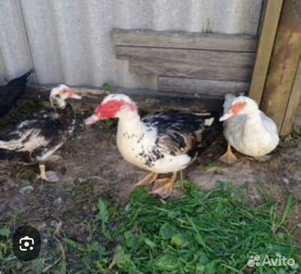 Мускусные утки