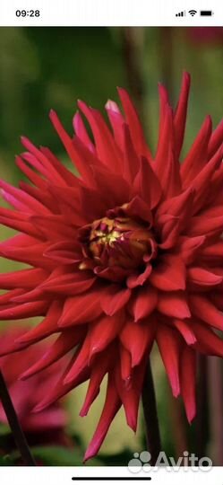 Георгины Акапулько