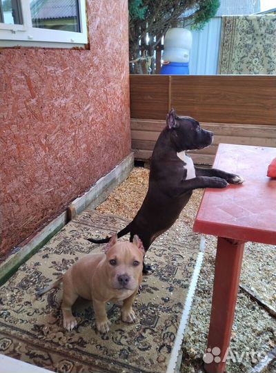 Девочка Американский Булли