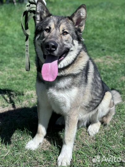 Волчок из приюта ищет добрые руки