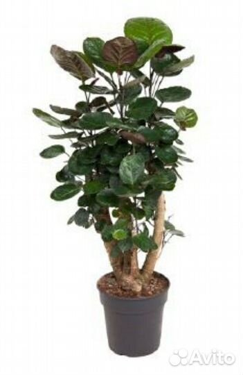 Полисциас Фабиан