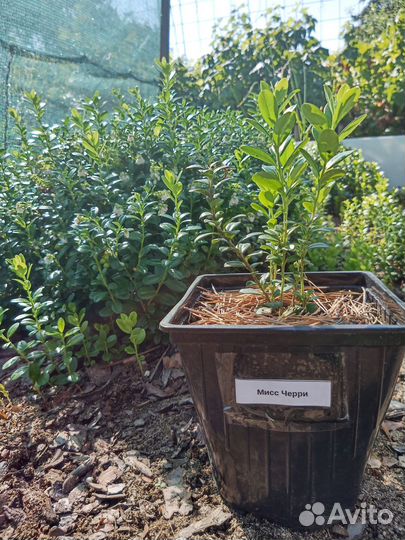 Брусника саженцы