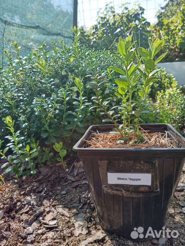 Брусника саженцы