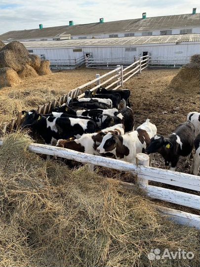 Бычки телки холмогоры и голштины