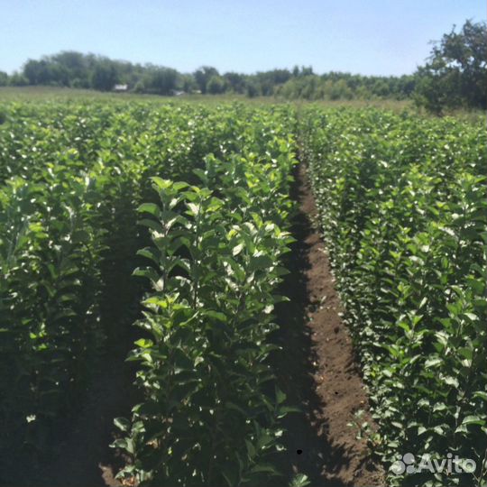 Подвой яблони