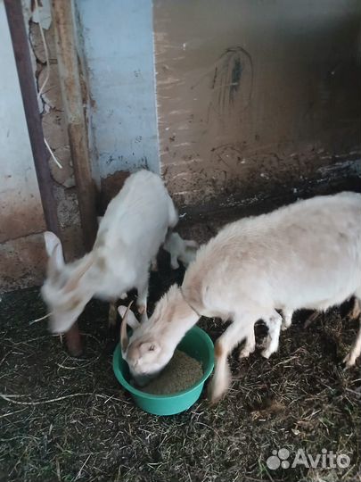 Поросенок ландрас