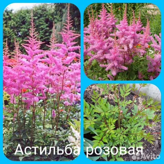 Много многолетников на посадку