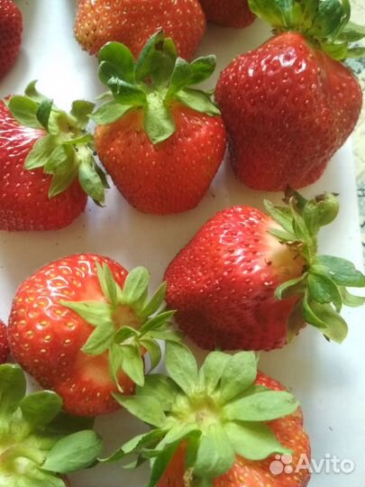 Клубника Королева Елизавета и Елизавета II