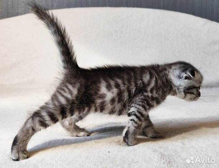Шотладские котята