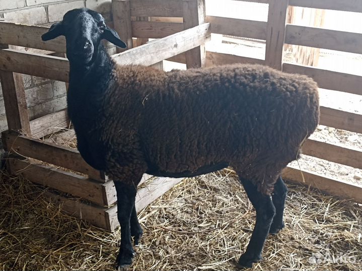 Баран и ярочка гиссары