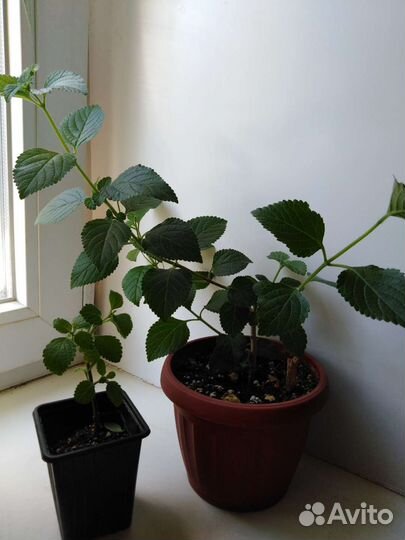 Пилея, колокольчик Портеншлага и др