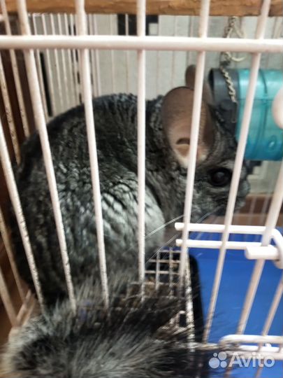 Резерв до 7.10 Отдам Шиншиллу