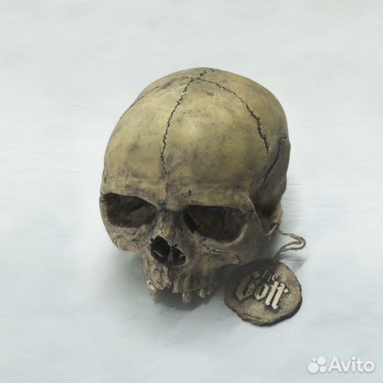 Человеческий череп из пластика