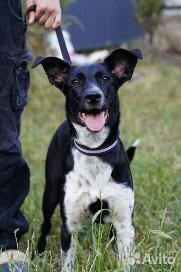 Лучшая собака для семьи