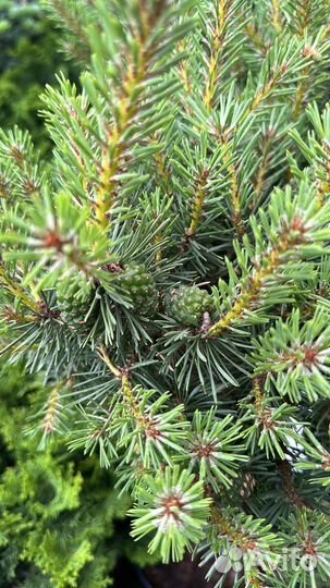 Сосна Мартхам на штамбе