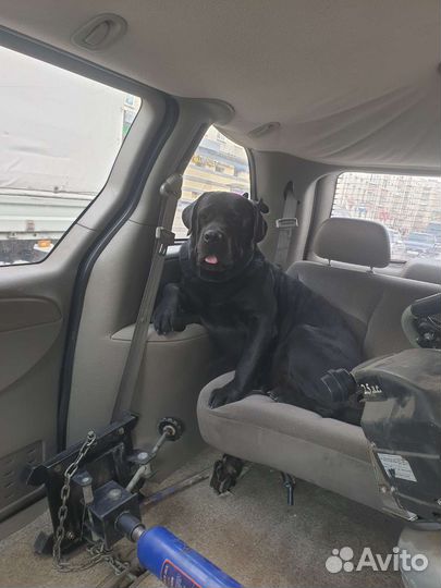 Вязка лабрадор бесплатно