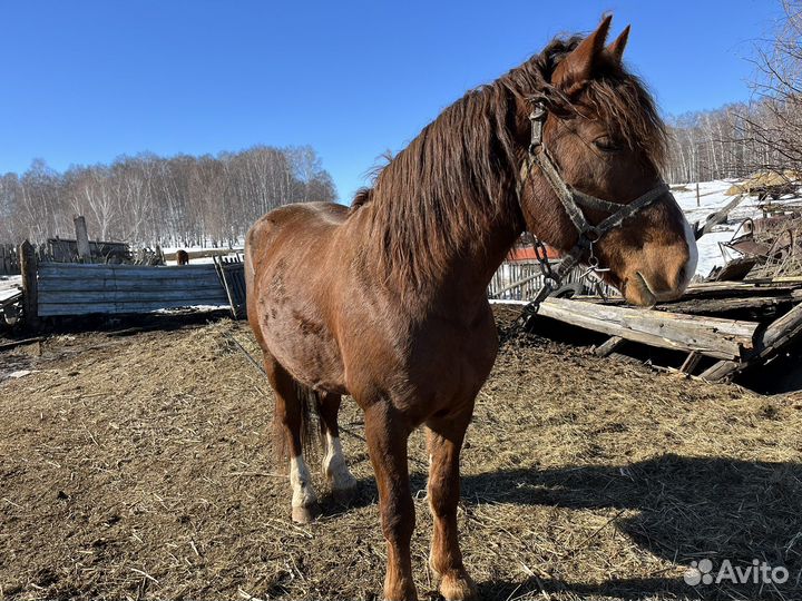 Жеребец полутяж