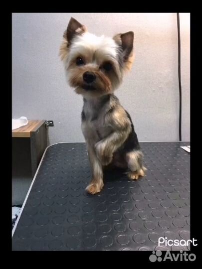 Йоркширский терьер мини бейби фейс,вязка мальчик