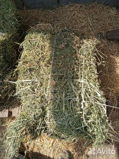 Сено люцерны суданки солома