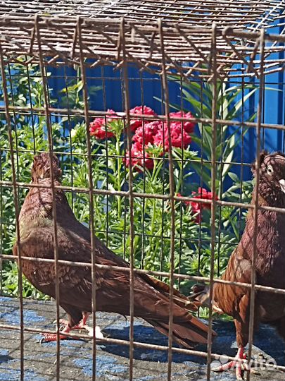 Продажа бакинских голубей