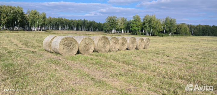 Продам сено в рулонах