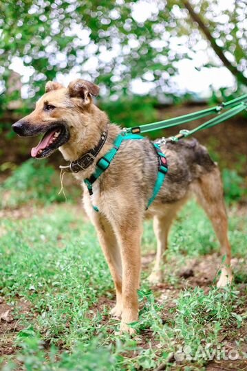 Спасите собаку