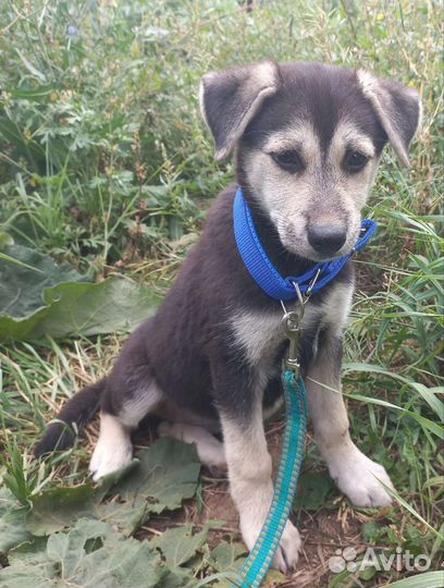 Щенки лайки помесь