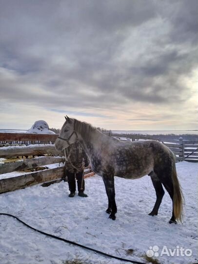 Продаются лошади