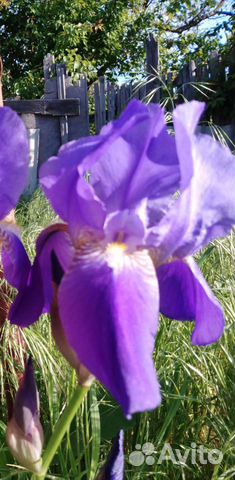 Ирисы