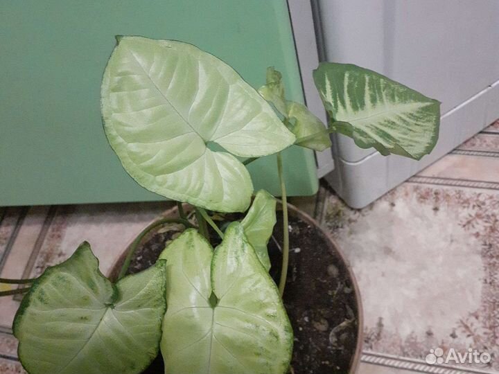 Сингониумы,хойя