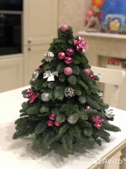 Елка из нобилиса