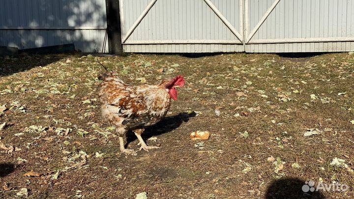 Молодые петухи