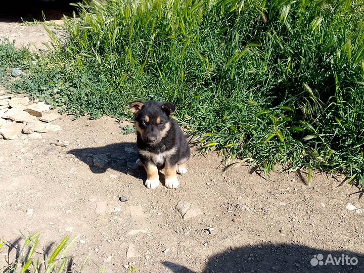 Щенки бесплатно