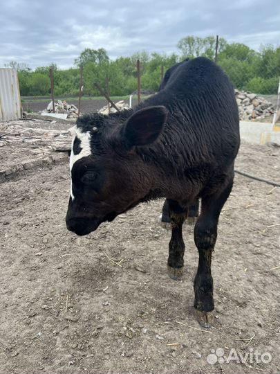 Телочка и бычки