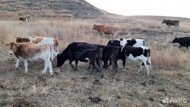 Коровы и телки