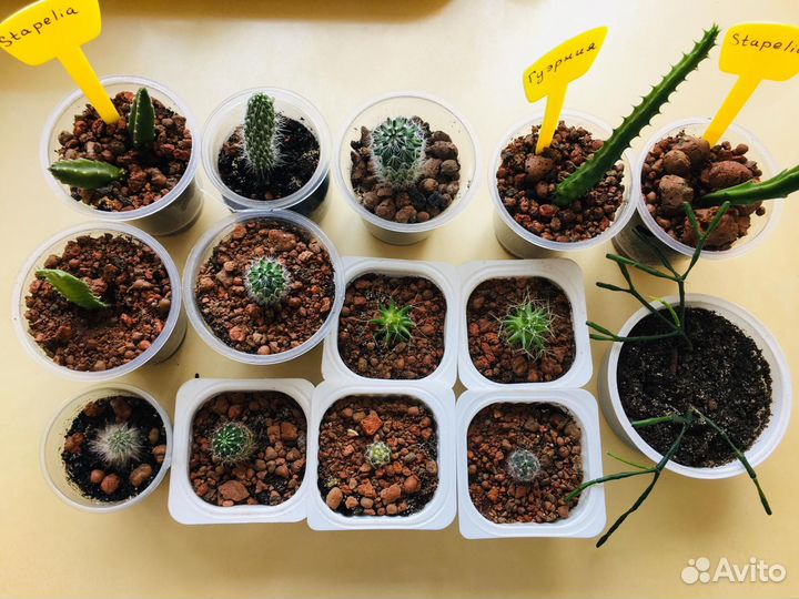 Кактусы и суккуленты