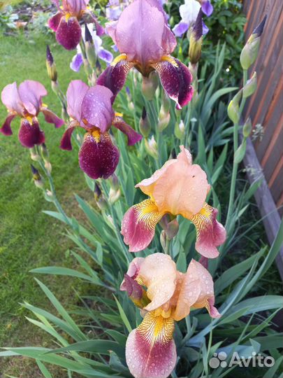 Многолетние садовые цветы ирисы