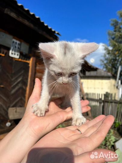Котята в добрые руки