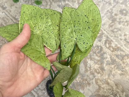 Растения для аквариума 3 шт.искусственные, Быково
