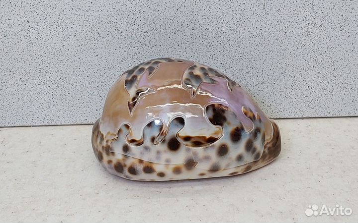 Ципрея Ялта 8,9 морской сувенир подарок